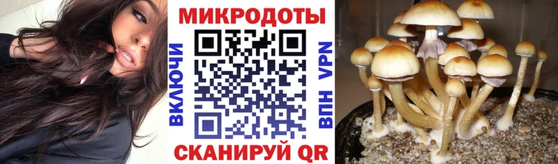 Псилоцибиновые грибы Psilocybine cubensis  Уржум 